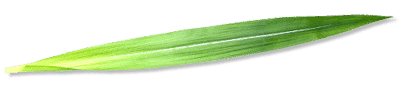Sugar Cane Leaf v1